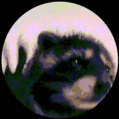 Pedro Pedro Pedro (PEDRO) token icon