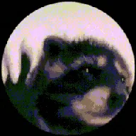 Pedro Pedro Pedro (PEDRO) token icon