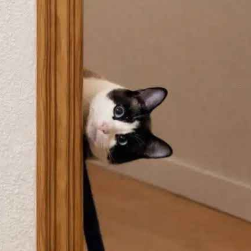 peepcat (PEEPCAT) token icon