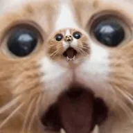 Perpetual Cat (PERPCAT) token icon