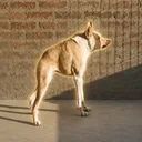 Perro The  Dog (PERRO) token icon