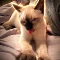 pervcat (PERV) token icon