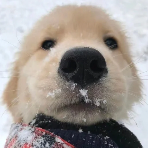 peterdogcoin (PETER) token icon