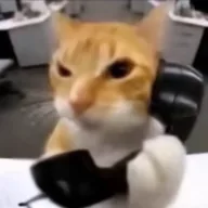phonecat (PHONECAT) token icon