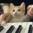piano cat (PIANOCAT) token icon