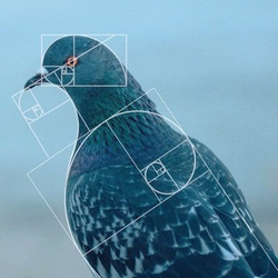 level941 (PIGEON) token icon