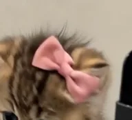 The Pink Bow (PINKBOW) token icon