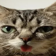 Pixel Cat (PIXELCAT) token icon