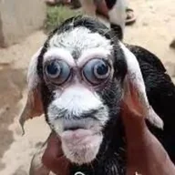Half Paki Half Goat (POAT) token icon