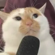PODCAT (PODCAT) token icon