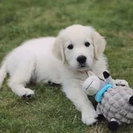 Polar Bear Dog (TOSHI) token icon