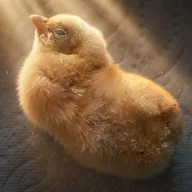 El Pollito (POLLITO) token icon