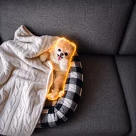 Boo the Pomeranian (POMERANIAN) token icon