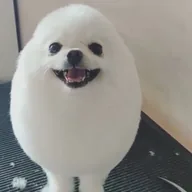 PomPom The Egg Dog (POMPOM) token icon