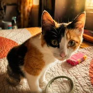 Pretzel The Cat (PRETZEL) token icon