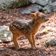 Pudu (PUDU) token icon