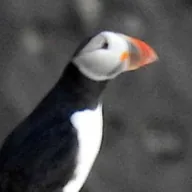 Puffin (PUFFIN) token icon