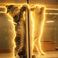 Pussy Vs Pussy (PVP) token icon