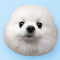 Durovs Dog (PYONYA) token icon