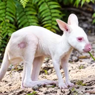 Disney's Albino Wallaby (QUARTZ) token icon