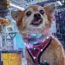 Qubit The Quantum Dog (QUBIT) token icon