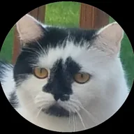 Baijus Cat (QUEENIE) token icon
