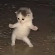 Rave Cat (RAVECAT) token icon
