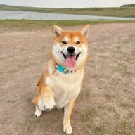 Real World Inu (RWI) token icon