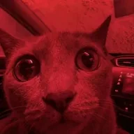 Red Market Cat (REDCAT) token icon