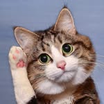 Rexie cat (REXIE) token icon