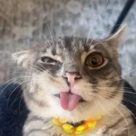Rigby The Cat (RIGBY) token icon