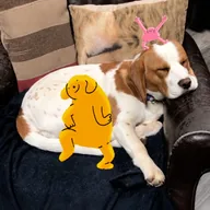 Dancing Dog (RINGO) token icon