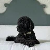 RIP Sunny (SUNNY) token icon