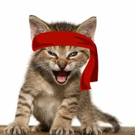 Red Kitten Crew (RKC) token icon