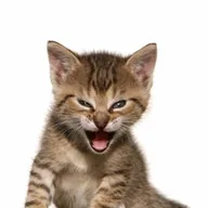 Roaring Kitty (ROAR) icon