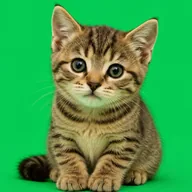 Robby (ROBBY) token icon