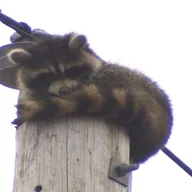 Raccoon On Pole (ROP) token icon