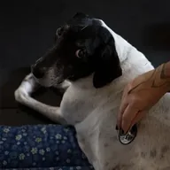 The Cancer Vaccine Dog (ROSIE) token icon