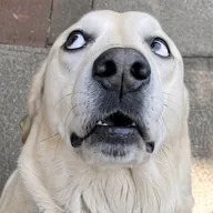 The Spooked Dog (RUFUS) token icon