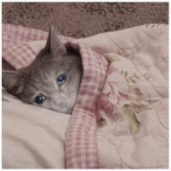 SadCat (SAD) token icon