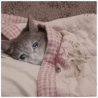 SadCat (SAD) token icon