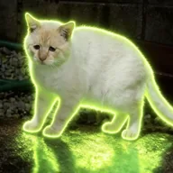 sadcat (SADCAT) token icon