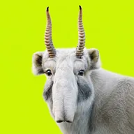Rare Animal (SAIGA) token icon
