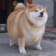 stupid chubby pudgy inu (SCPINU) token icon