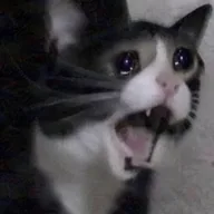screaming cat (SCREAMING) token icon