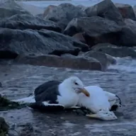 The Grieving Seagull (SEAGULL) token icon
