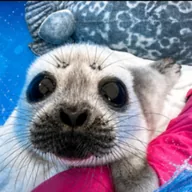 Save The Seals (SEALS) token icon