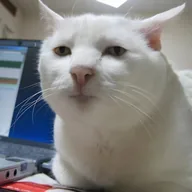 Serious Cat (SERIOUSCAT) token icon