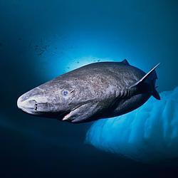 Greenland Shark (SHARK) token icon