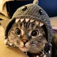 SHARKCAT (SHARKCAT) token icon